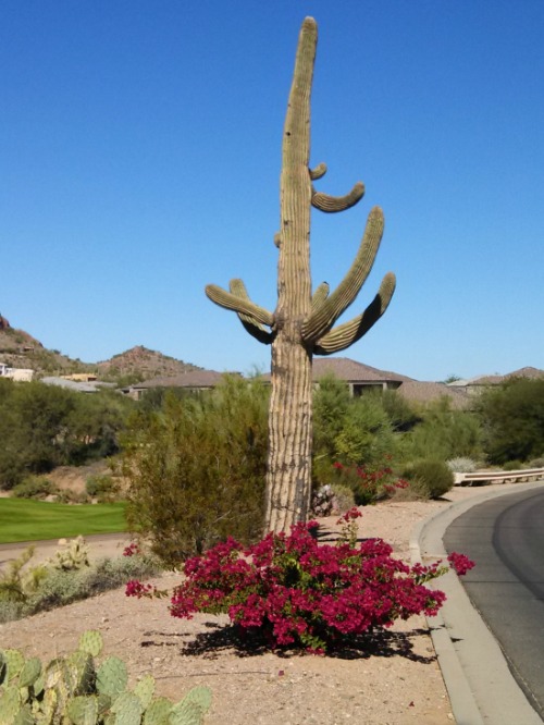 Arizona Vacation Packages