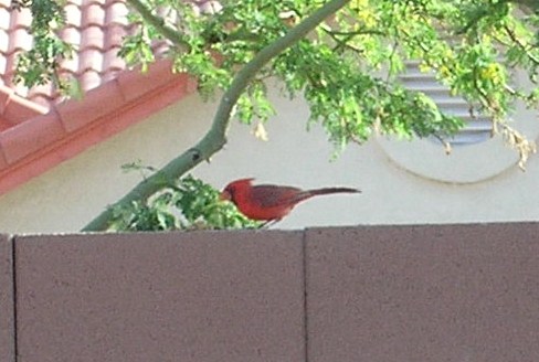 Arizona Cardenal