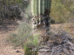 Damaged Saguaro Cactus