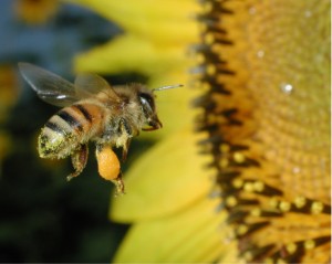 Disappearing Honeybees