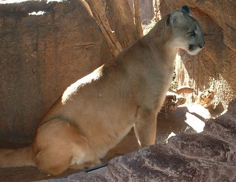 Arizona Mountain Lions