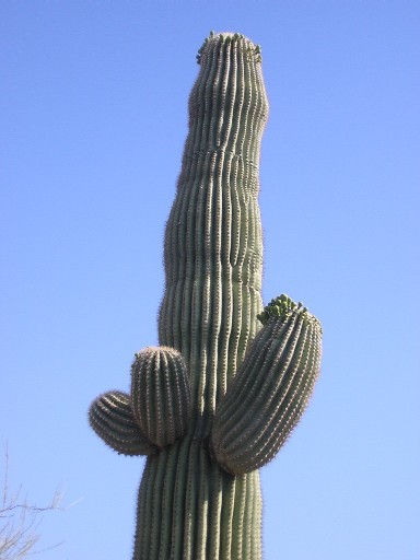 Saguaro Cactus