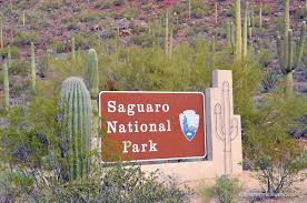 Saguaro National Park