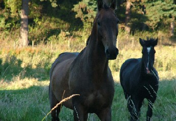 Arizona Horseback Riding