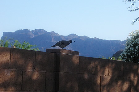 Arizona Quail