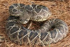 Arizona Rattlesnakes