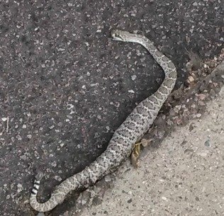 AZ Rattlesnake