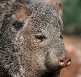 Arizona Javelina