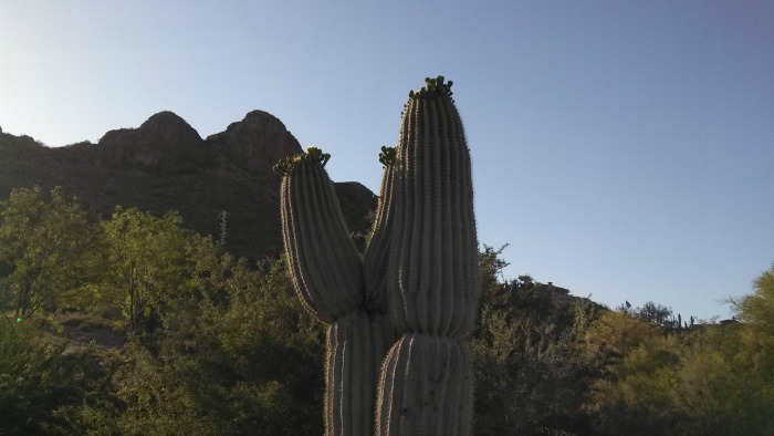 Arizona Mountains