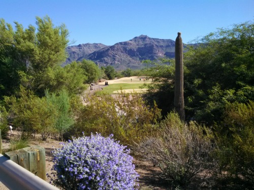 Golfing in Arizona