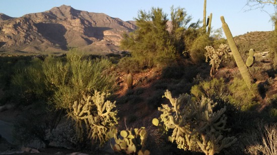 Hiking in Arizona Flora 2