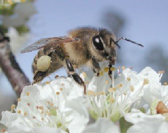 Disappearing Honeybees_1