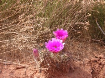 Arizona Wildflowers