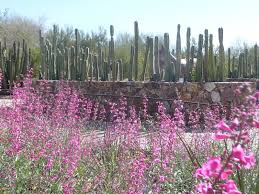 Tohono Chul Park & Flowers