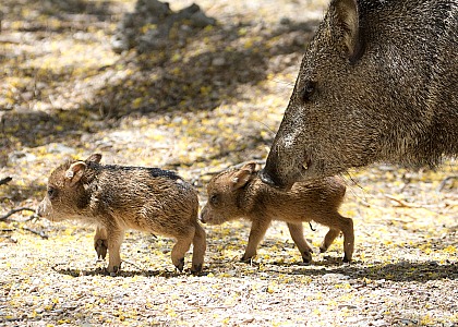 Arizona Javelina Babies